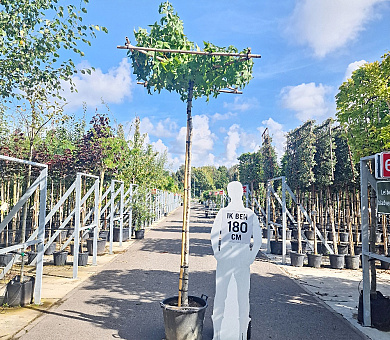 dakboom, stam 270 cm hoog, stamomtrek 12-14cm, rek 150x150cm, pot