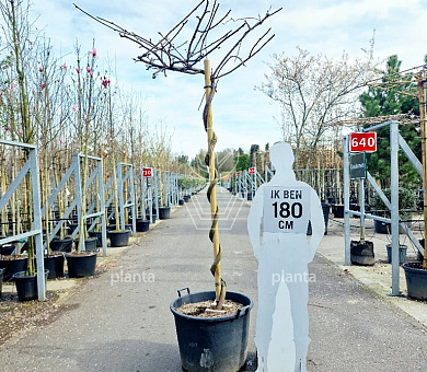 dakboom, 170 stam in pot