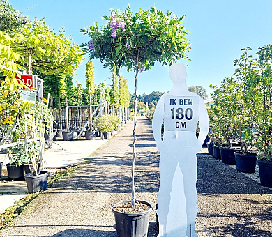 dakboom, 170 stam in pot