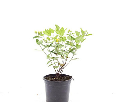 pot 1.5 liter, leverbaar