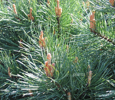Parasolvorm, 150 tot 175 cm hoog, meerstammig, in pot