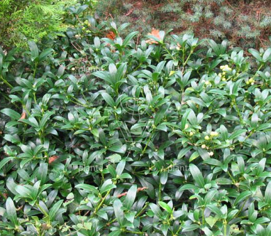 Skimmia japonica 'Fructo Alba'