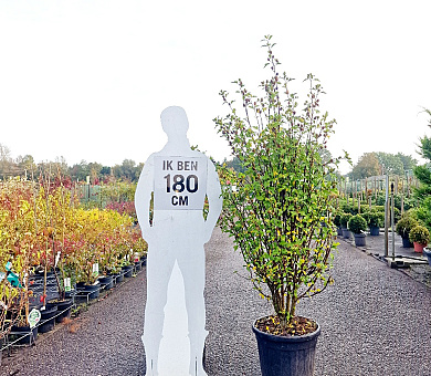 solitaire plant, 150 tot 175 cm hoog, pot 45 liter