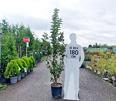 150 tot 175 cm hoog, pot 25 liter