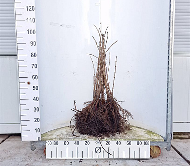 60 tot 100cm hoog, 1jarig wortelgoed, per 25, prijs/stuk