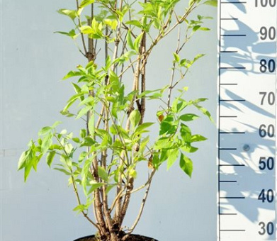 100 tot 125 cm hoog, pot 12 liter