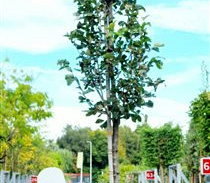 hoogstamboom, stamomtrek 12-14 cm, in pot