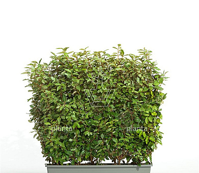 Meeneemhaag 100cm lang x 100 tot 125cm hoog