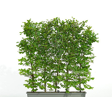 Meeneemhaag 100cm lang x 100 tot 125cm hoog