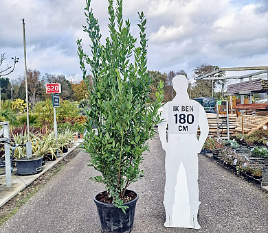 200 tot 250 cm hoog, pot 50 liter