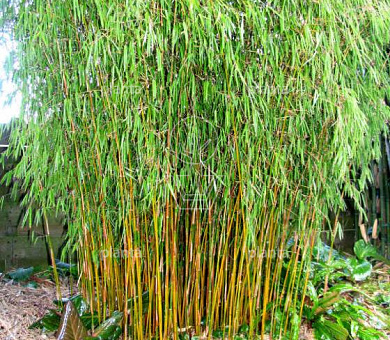 125 tot 150 cm hoog, pot 25 liter
