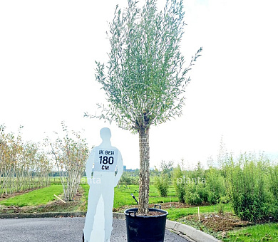 oude knotvorm, stamomtrek 30-40 cm, in pot