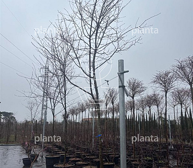 hoogstamboom, stamomtrek 10-12 cm, in pot