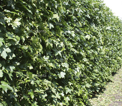 laagvertakte boom, stamomtrek 18-20 cm, draadkluit