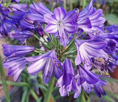 Agapanthus Everpanthus 'Midnight Sky'