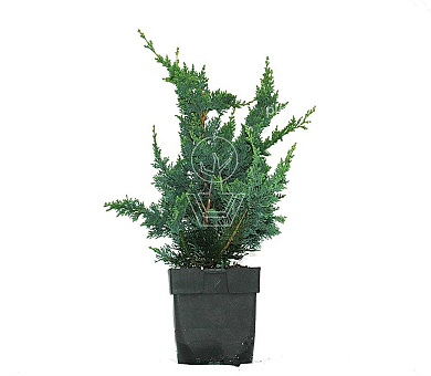 30 tot 40 cm hoog, pot 2 liter