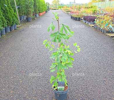 50 tot 60 cm hoog, pot 3 liter