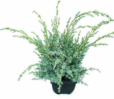 30 tot 40 cm hoog, pot 2 liter