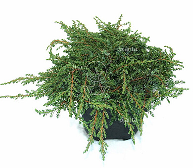 25 tot 30 cm hoog, pot 2 liter