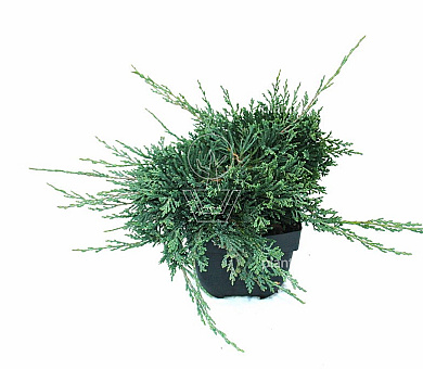 25 tot 30 cm hoog, pot 2 liter
