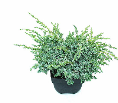 25 tot 30 cm hoog, pot 2 liter