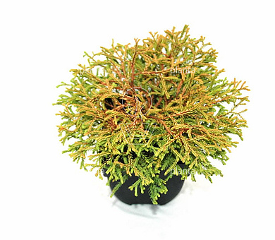 25 tot 30 cm hoog, pot 2 liter