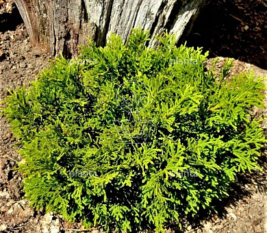 Thujopsis dolabrata 'Nana'