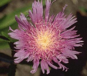 Stokesia laevis