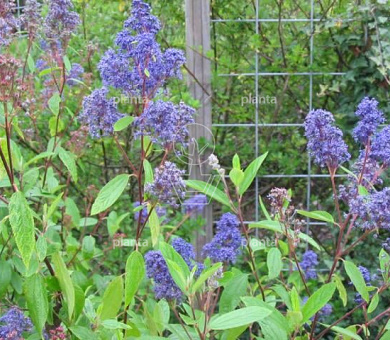 Ceanothus delilianus 'Henri Défossé'