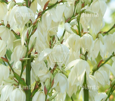 50 tot 60 cm hoog, pot 10 liter