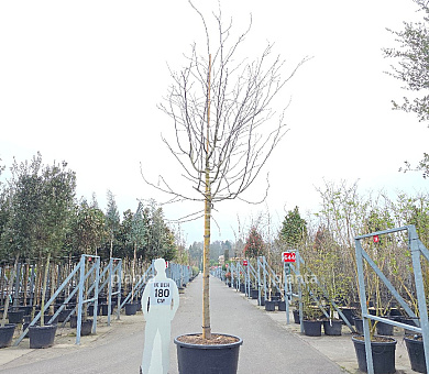 hoogstamboom, stamomtrek 20-25 cm, in pot