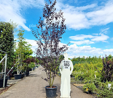 250 tot 300 cm hoog, meerstammig, in pot
