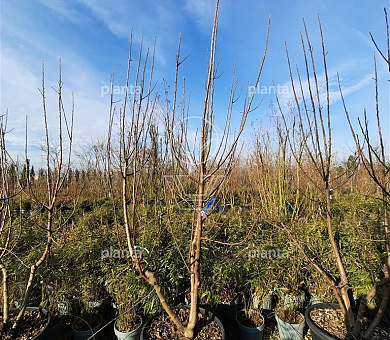 200 tot 250 cm hoog, meerstammig, in pot