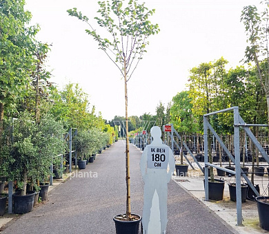 hoogstamboom, stamomtrek 8-10 cm, in pot