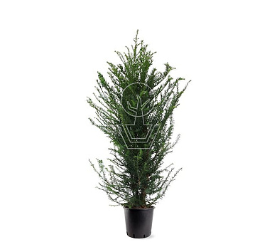 100 tot 125 cm hoog, pot 10 liter