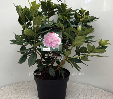 50 tot 60 cm hoog, pot 10 liter