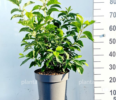100 tot 125 cm hoog, pot 12 liter