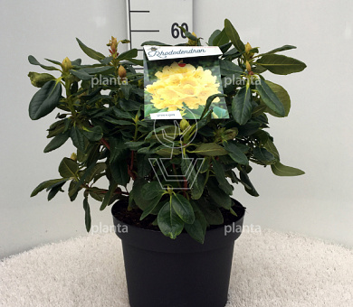 40 tot 50 cm hoog, pot 10 liter