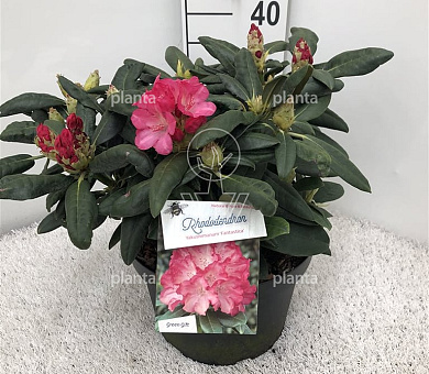 30 tot 40 cm breed, pot 10 liter