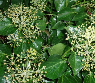 60 tot 80 cm hoog, pot 10 liter