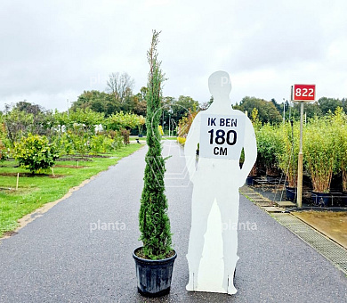 175 tot 200 cm hoog, pot 25 liter