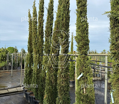 300 tot 350 cm hoog, pot 50 liter
