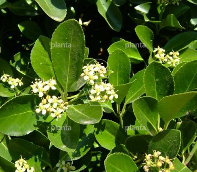 laagstam leiboom, rek (BxH) 130 x 200 cm