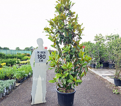 175 tot 200 cm hoog, pot 50 liter