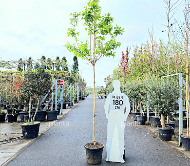 hoogstamboom, stamomtrek 10-12 cm, in pot