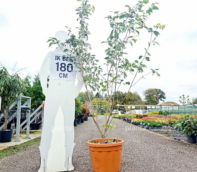175 tot 200 cm hoog, pot 35 liter