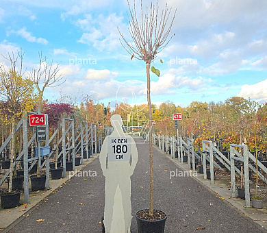 Hoogstamboom, stam 220 cm hoog, stamomtrek 14 tot 16cm, in pot