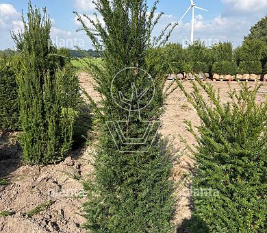 175 tot 200 cm hoog, met kluit