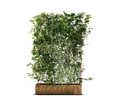 Mobilane kant en klaar haag, LxH 120x180cm, cocopeat 'pot'