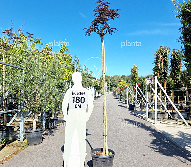 hoogstamboom, stamomtrek 8-10 cm, pot 35 liter